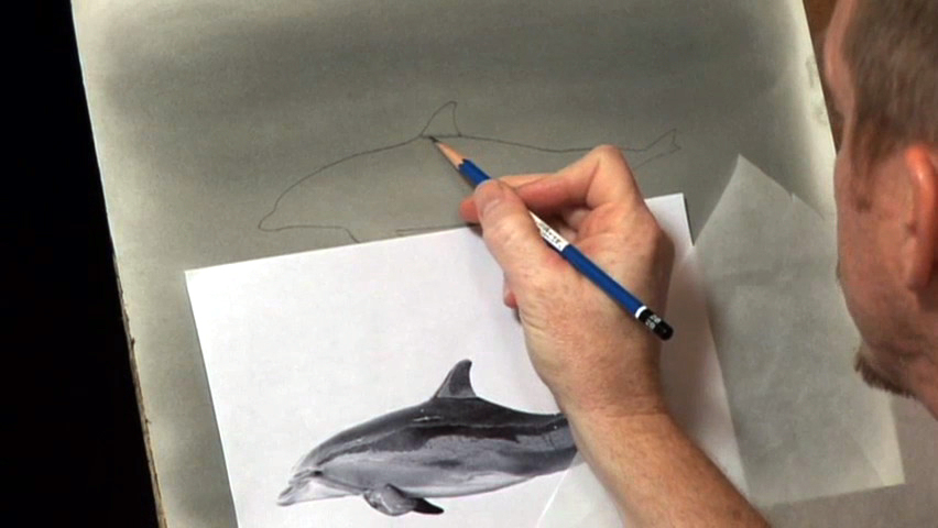 "Drawing Dolphins - Pt. 2"