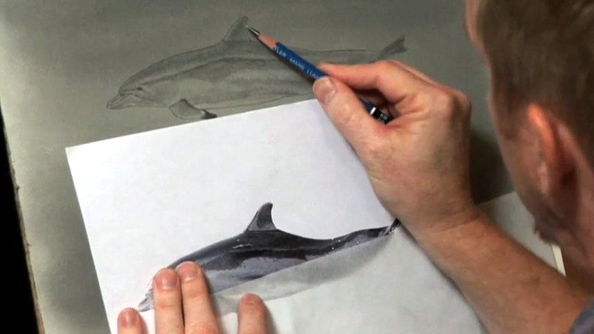 "Drawing Dolphins - Pt. 3"