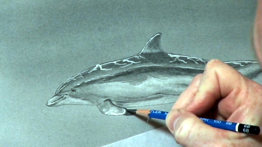 "Drawing Dolphins - Pt. 4"